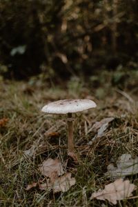 Kaboompics - Side View of Mushroom Growing in Forest Grass