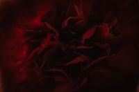 Kaboompics - Dark Red Flower Petals Macro Close-Up
