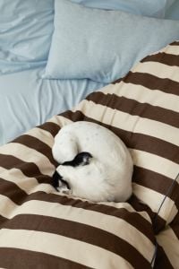 Kaboompics - Small Dog Sleeping on Brown and Cream Striped Bed