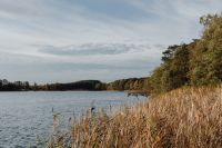 Kaboompics - Calm Lake Framed by Golden Reeds and Autumn Trees