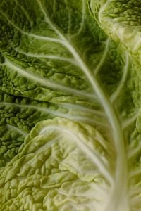 Kaboompics - Fresh Green Savoy Cabbage Leaf Texture, Macro Food Background