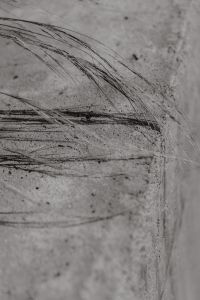 Kaboompics - Monochrome Ornamental Grass Against a Textured Wall