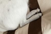 Kaboompics - Small Dog Sleeping on Brown and Cream Bedding