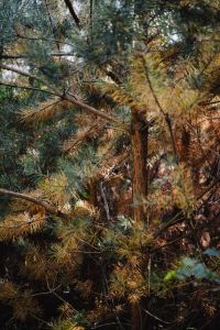 Kaboompics - Pine Needles and Autumn-Tinted Conifer Branches