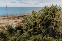Kaboompics - Plants of Portugal