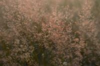 Kaboompics - Dreamy Wild Grass Texture with Soft Pink Seed Heads