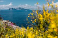 Kaboompics - Yellow Genista Radiata Blossoms on a Rocky Coastal Slope