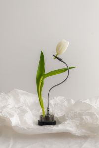 Kaboompics - White Tulip Arrangement on White Paper
