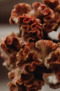 Kaboompics - Rust-Colored Dried Flower Cluster in Soft Focus