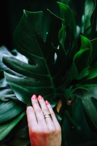 Kaboompics - Hand Touching a Monstera Leaf, Tropical Plant Detail