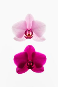 Kaboompics - Stacked Orchid Flowers In Minimal Vertical Layout