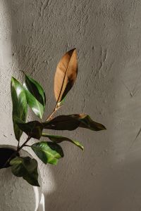 Kaboompics - Green and Brown Leaves Against Rough Textured Wall