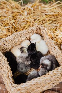 Kaboompics - Black and White Baby Chicks in a Woven Basket
