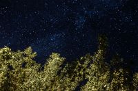 Kaboompics - A trees under the starry sky