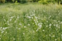 Kaboompics - Blurred Dandelion Meadow with White Seed Heads and Green Grass