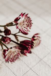 Kaboompics - Close-Up Burgundy and White Masterwort Blooms on Grid Fabric, Botanical Texture for Design