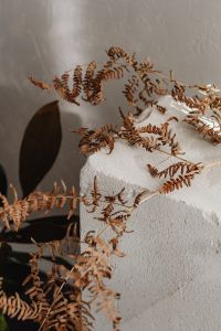 Kaboompics - Dried Fern Foliage Over Textured Ceramic Decor