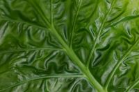 Kaboompics - Green Alocasia Leaf Macro Texture