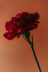 Kaboompics - Red Carnation Side View Against Orange Background