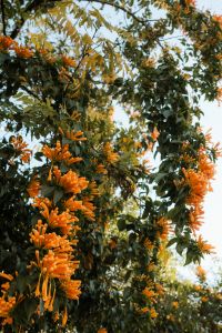 Kaboompics - Orange Trumpet Flowering Tree