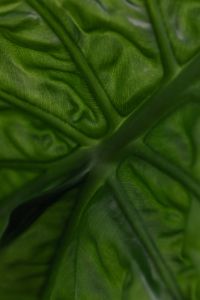 Kaboompics - Alocasia Leaf Surface Macro