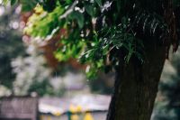 Kaboompics - Wet spring garden
