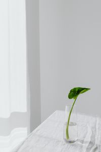 Alocasia Seedling in Glass Vase on White Linen
