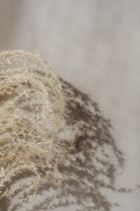 Kaboompics - Pale Foxtail Grass Plume and Shadow on Beige