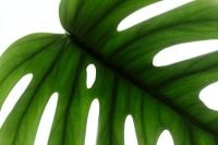 Kaboompics - Monstera Leaf Wide Composition Backlit Tropical Background