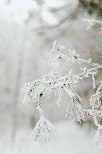 Kaboompics - Close Up Of Ice Crystals On Winter Pine Needles
