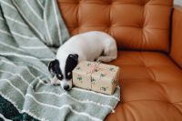 Kaboompics - Dog Checking a Wrapped Christmas Present on Sofa