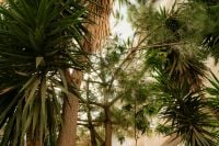Kaboompics - Tropical Garden with Palm and Yucca Trees