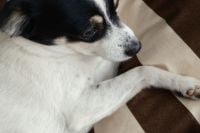 Kaboompics - Small Black and White Dog Resting in Cozy Bedroom