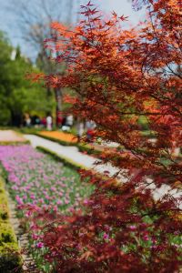 Kaboompics - Real Jardin Botanico, Madrid, Spain