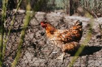 Kaboompics - Speckled Hen Behind Chicken Wire in a Sunny Farmyard