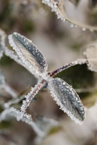 Kaboompics - Close-Up of Frost-Rimmed Sage Leaves