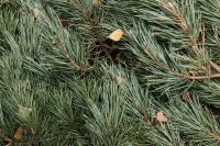Kaboompics - Dense Evergreen Branches as a Natural Forest Background