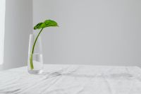 Kaboompics - Alocasia Seedling in a Glass Vase with Copy Space