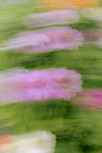 Kaboompics - Soft Pink Flowers with Horizontal Motion Blur