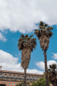 Kaboompics - Tall Palm Trees in Front of Naples Palazzo Reale