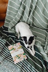 Kaboompics - Small Dog Nestled in Green Christmas Textiles