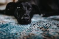 Kaboompics - Black dog on a light blue carpet