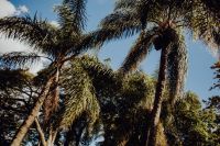 Kaboompics - Tall Palm Trees Against a Clear Blue Garden Sky