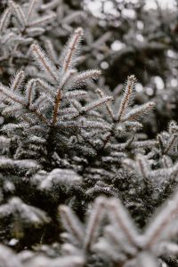 Kaboompics - Branches covered with fresh snow // Spruce, Coniferous Tree