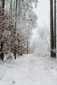 Kaboompics - Abstract Frost Pattern On Snowy Forest Ground