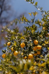 Kaboompics - Lemon Tree Branches with Fresh Green Leaves