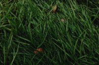Kaboompics - Rain Wet Green Grass with Scattered Autumn Leaves