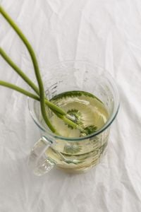 Kaboompics - Top View of Green Flower Stems in a Glass Cup of Water