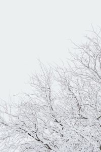 Snow-Covered Trees and Winter Forest Backgrounds