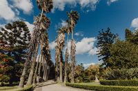 Kaboompics - Palm-Lined Garden Path Across a Sunlit Green Lawn